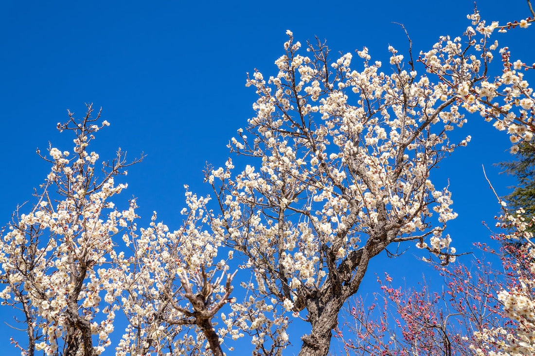 Natural Allergy Relief for Every Season, Every Region