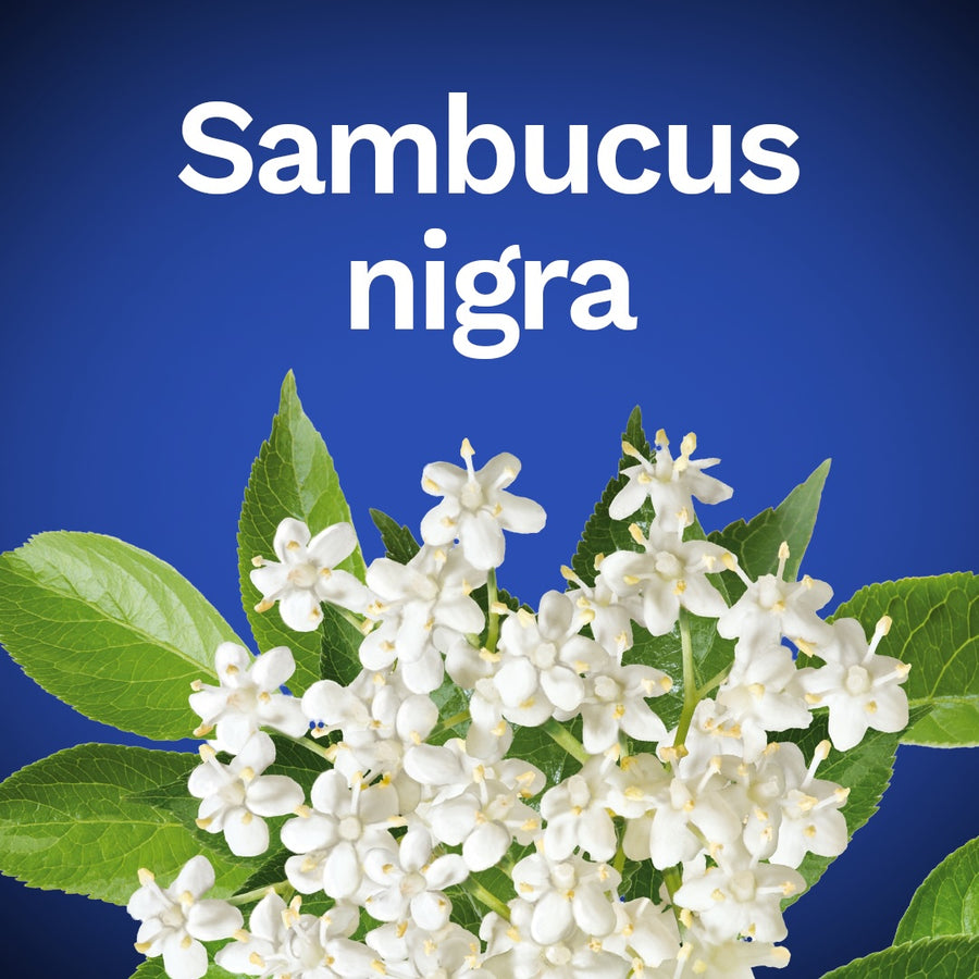 Sambucus nigra