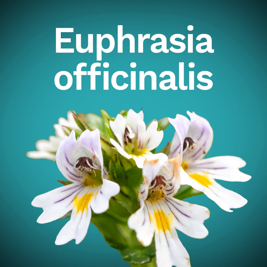 Euphrasia officinalis