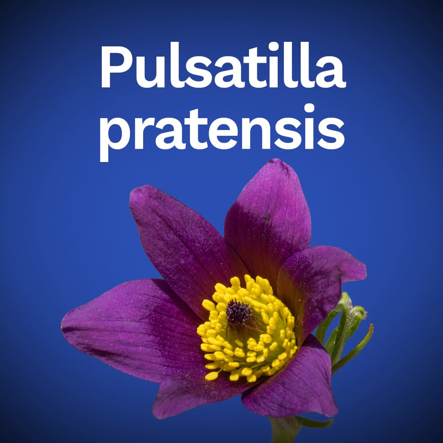 Pulsatilla pratensis