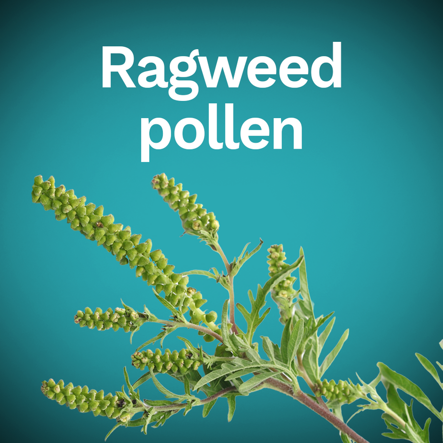 Ragweed pollen